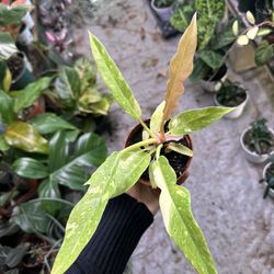 4” Philodendron Ring Of Fire