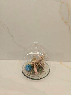 Glass Cloche Terrarium with Shells and Moss