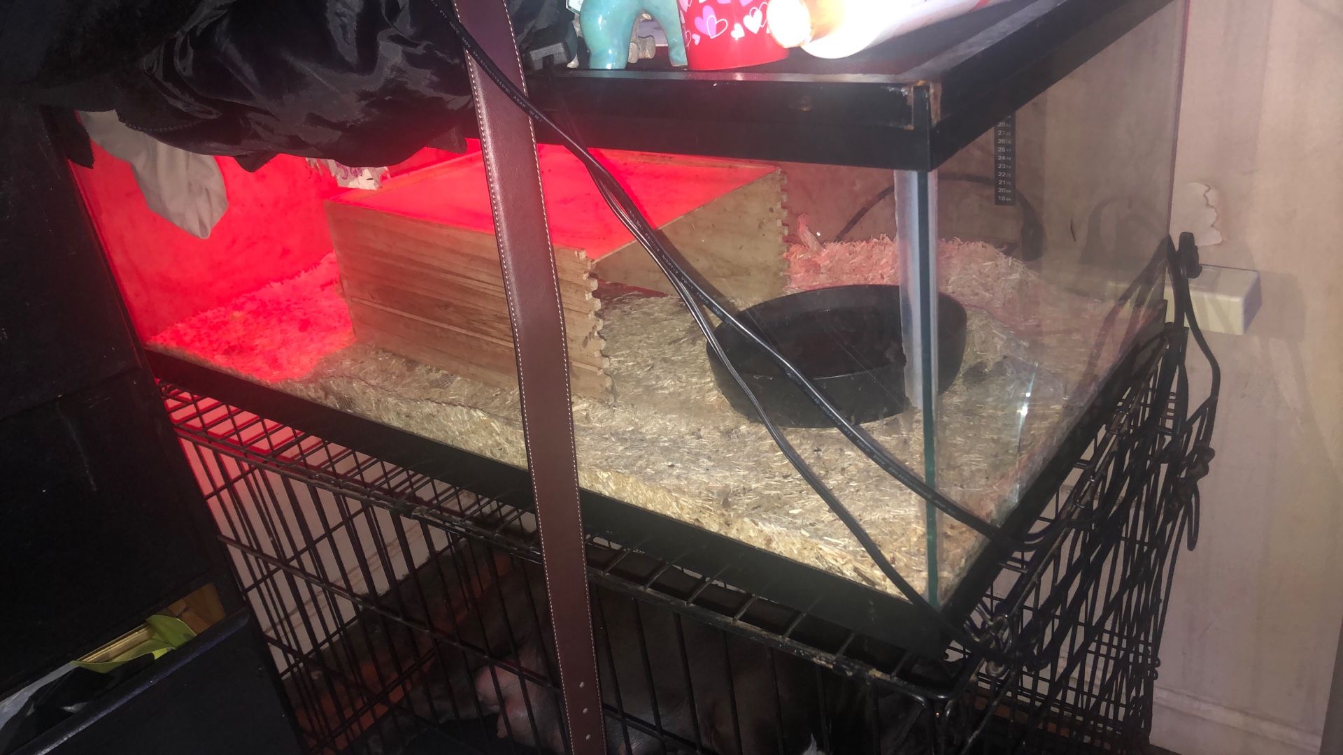Snake