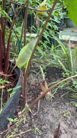 Red elephant ear (1 gallon pot)