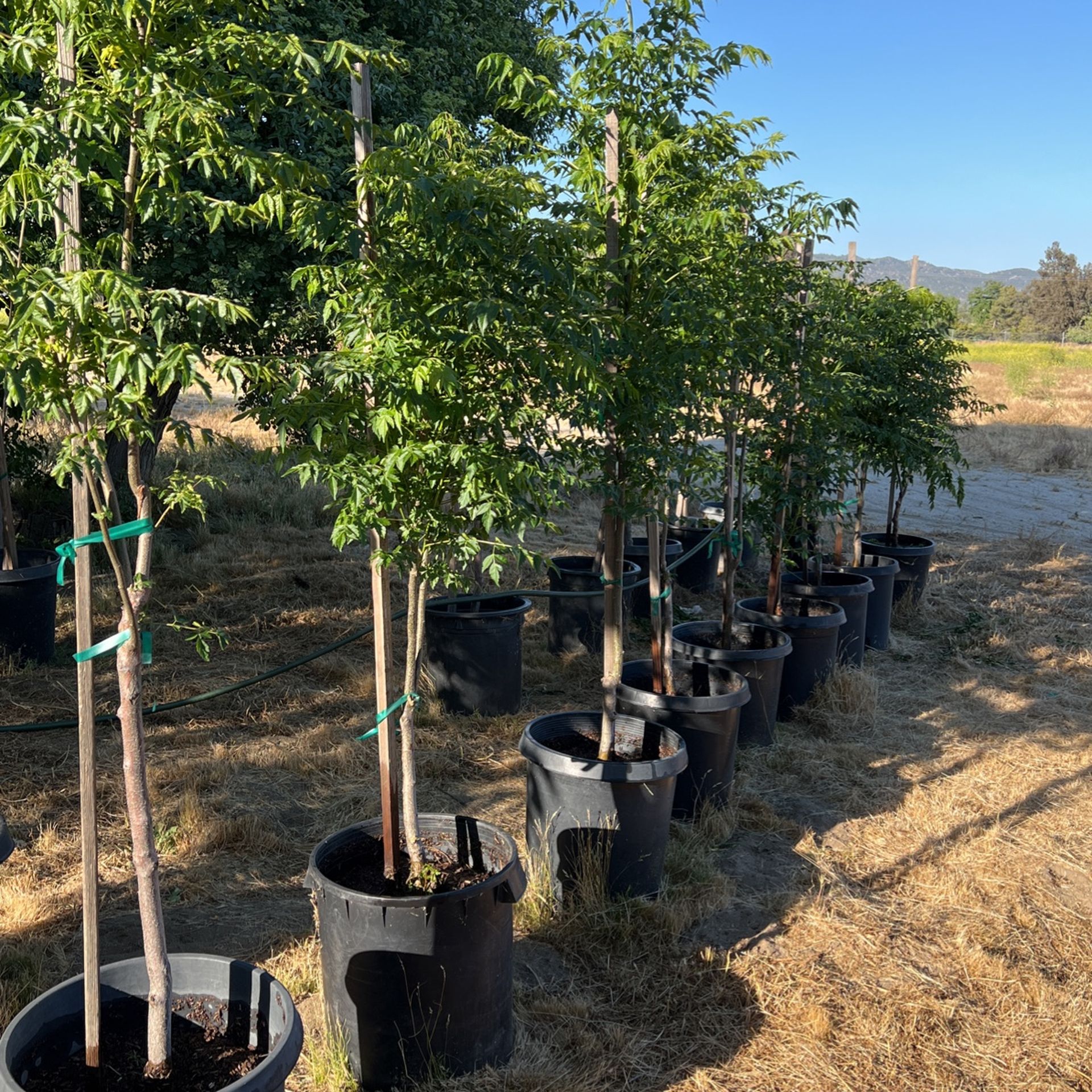 Chinaberry Trees