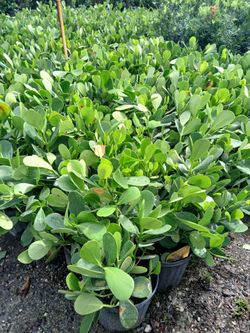 Clusia hedges 3gl $4.50
