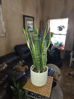 2ft 4in tall Sansevieria snake plants in new 8in ceramic pot with polished stones and
