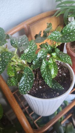 Propagation cuttings available. Polka Dot Begonia