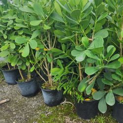 Beautiful Clusias Plants For Inmediate Privacy!!! 3 Feet Tall!!! Fertilized 