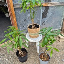 Money Tree Plants 10" Nursery Pot $10 Each