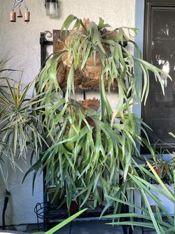 Staghorn Ferns