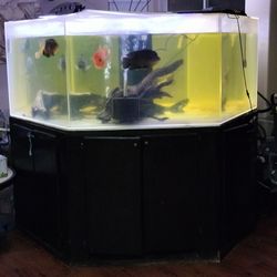Massive Fish Tank: 600 Gallon Hexagon (6-Sides) Saltwater/Freshwater Acrylic Aquarium 