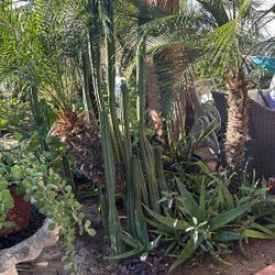San Pedro Cactus $100 Each