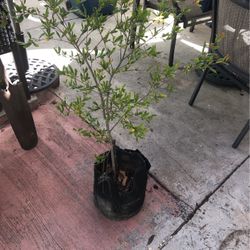 Pomogranate Tree