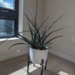Succulent House Plant 