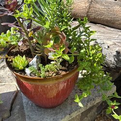Succulents SALE