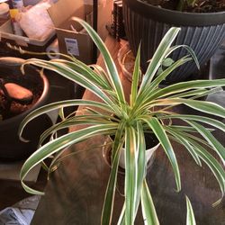 Spider Plants 🪴 $6 To $15 Each