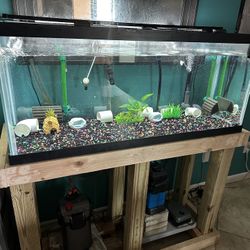 75 Gallon Tank