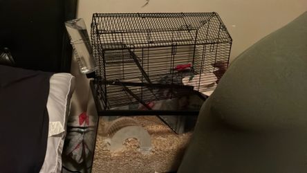 hamster and cage plus food