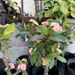 Crown Of Throns Plants, One Gallon Pots  $20 each 