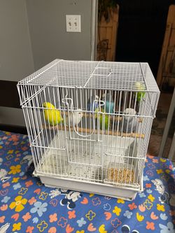 bird cage