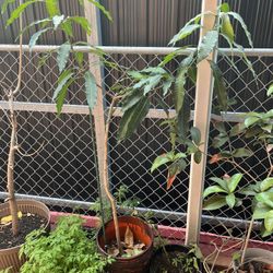 Mango Tree