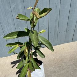 Arbil De Guayaba Blanca Grande Dulce 40 Pulgadas De Alto La Planta $20 Cada Uno Tengo 5 Disponibles 