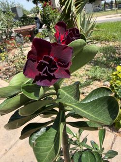 Purple Desert Rose