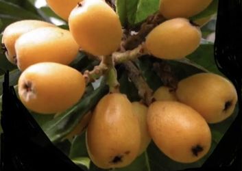 Japanese Plum tree