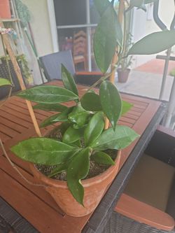 Hoya pubicalyx