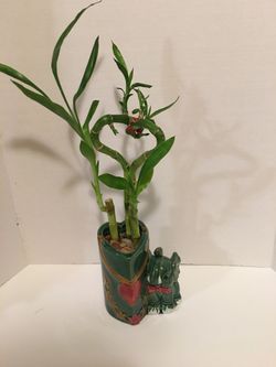Lucky bamboo