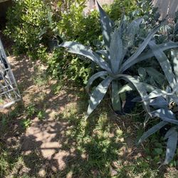 Maguey (each)