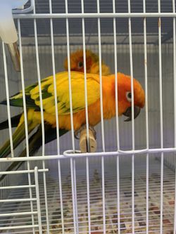 Sun Conure cage