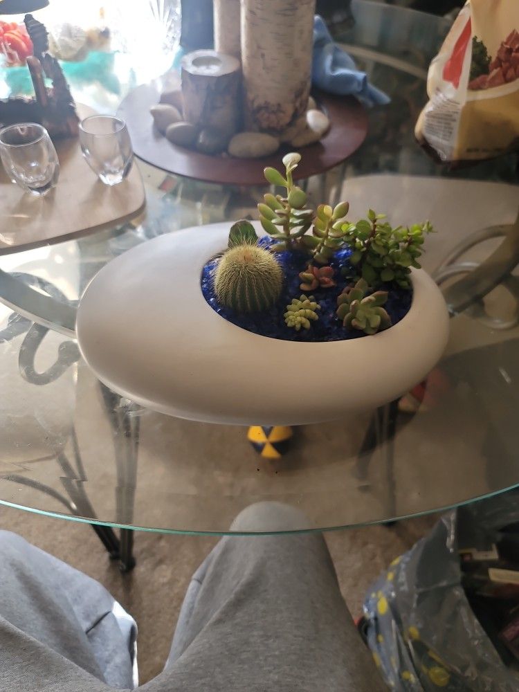 Succulent Plants Pot