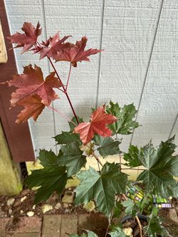 Norway, Japanese, maples and sumac