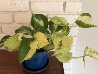 Big Healthy Manjula Pothos in Blue Ceramic Pot