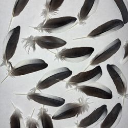 Cockatiel Feathers