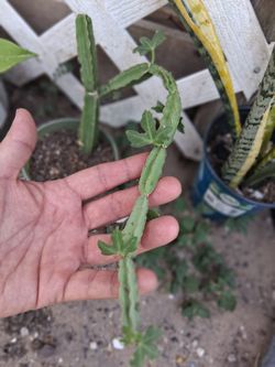 Hanging Cactus