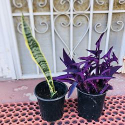 20” Snake Large Plant & Tiny Flower Purple Large Plant - $4 Each, 2 Plants For $7
