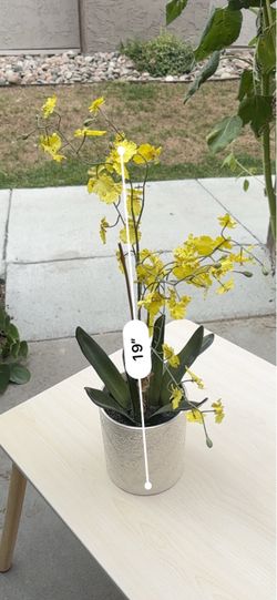 Yellow Oncidium Orchid in Silver Pot