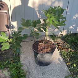Chicago Hardy Fig Tree 