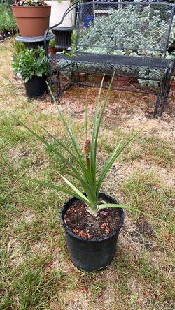 Red hot poker