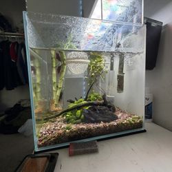 Beautiful Fully Planted Aquarium Setup 🐠🌿