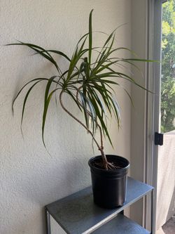Medium Size Home Plant