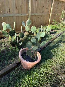Nopales