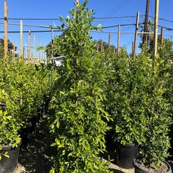 Ficus Nitida Indian Laurel Privacy Hedge