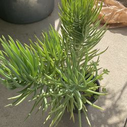 Plants For Sale