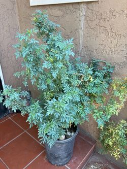 Planta de ruda grande