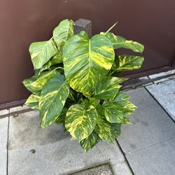 10” Hawaiian Pothos Big Leafs