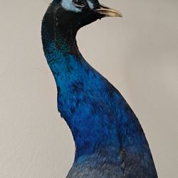 BLUE INDY PEACOCK