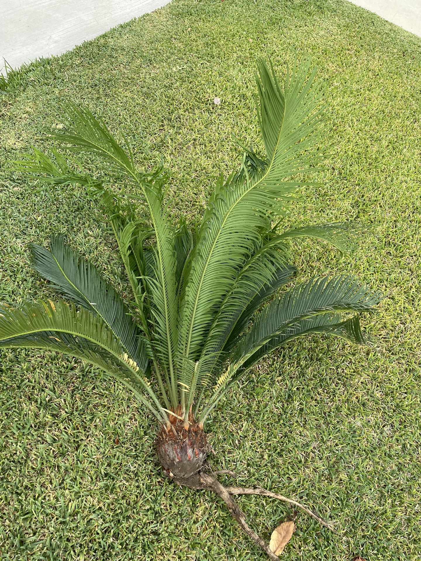 Sago Palm For Planting, 4 ft Tall.