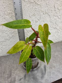 Philodendron Painted Lady Plant