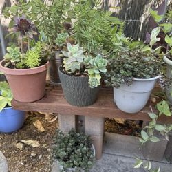 Plants For Sale
