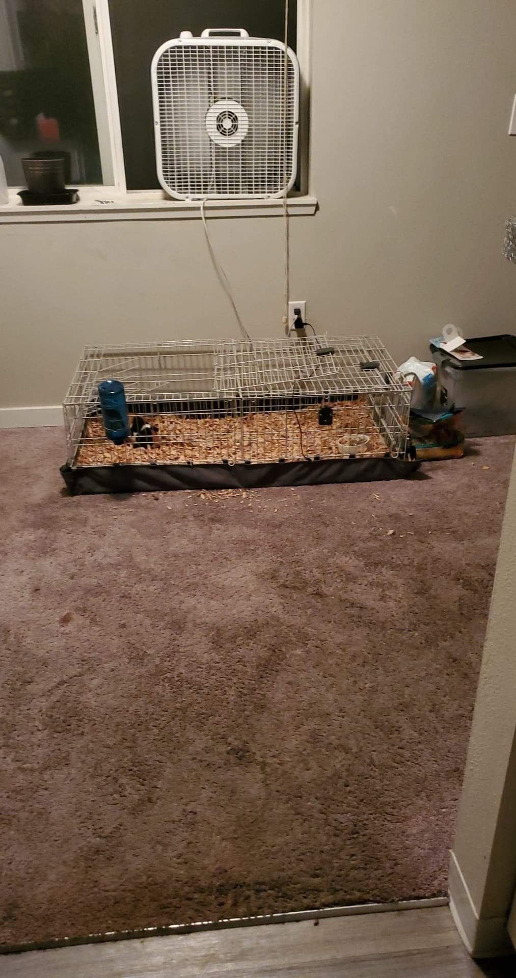Ginuea pig cage and bottle